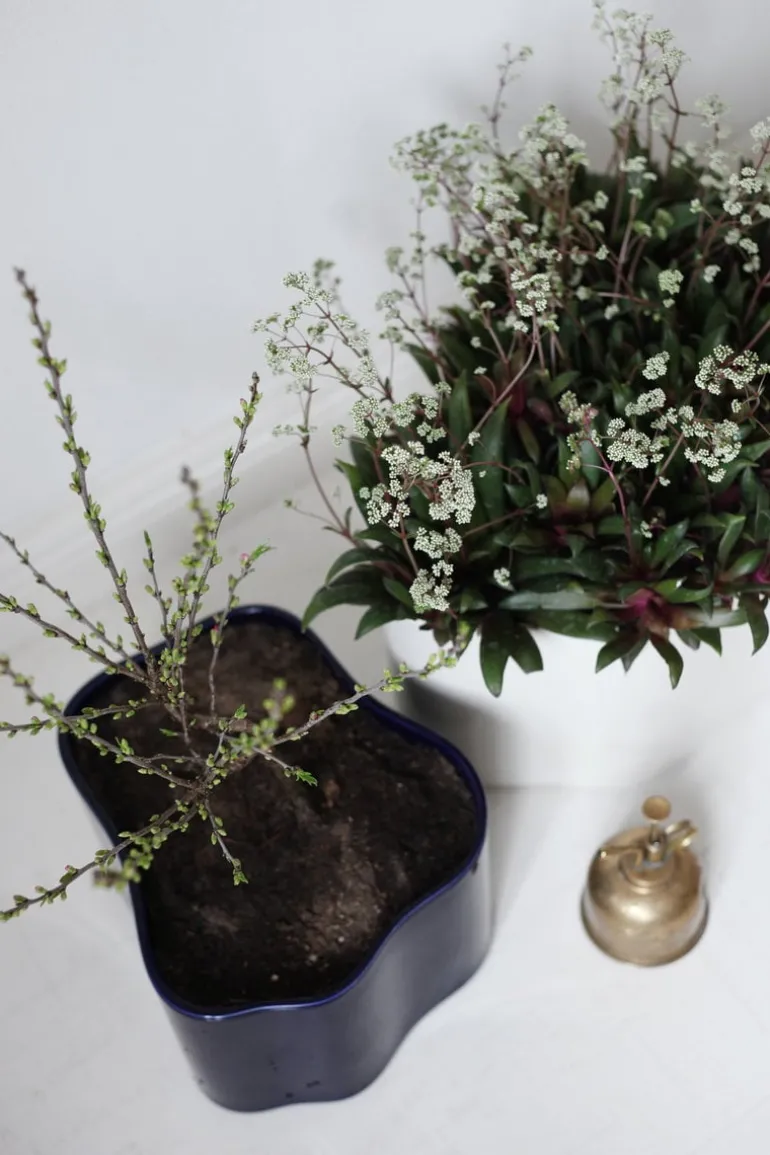 Artek Riihitie blomkruka B, medium, blåglansig