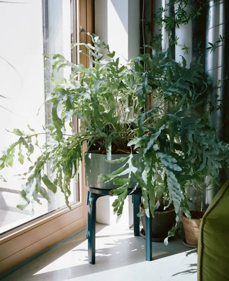 Artek Riihitie blomkruka A, stor, ljusgrå