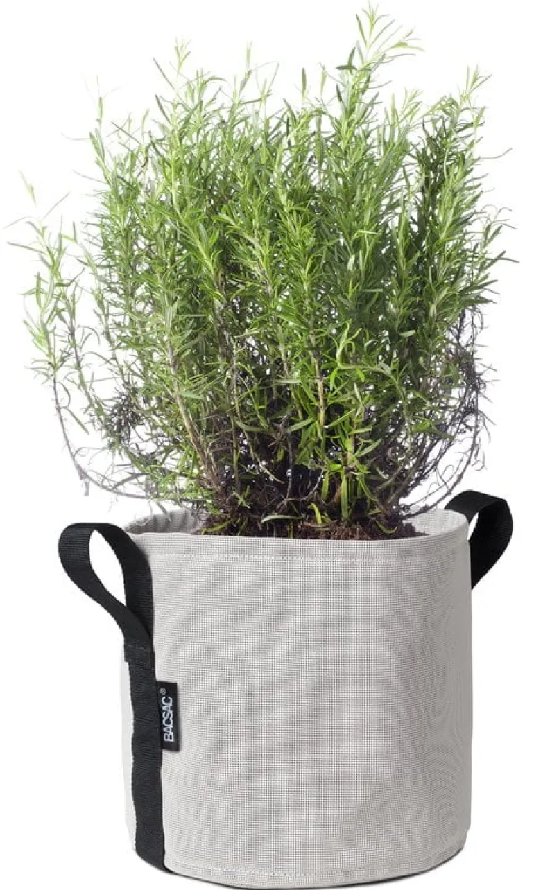 Bacsac Batyline kruka, St Jacques-sten