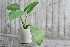 HAY Flowerpot kruka och fat, XL, grå