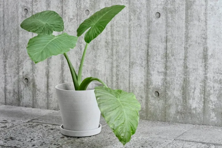 HAY Flowerpot kruka och fat, XL, grå