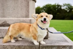 HAY HAY Dogs halsband, platt, M–L, blå - naturvit