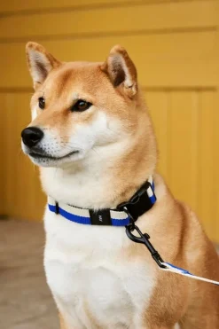 HAY HAY Dogs halsband, platt, M–L, blå - naturvit