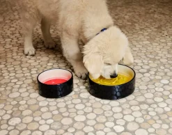 HAY HAY Dogs halsband, platt, S–M, blå - naturvit