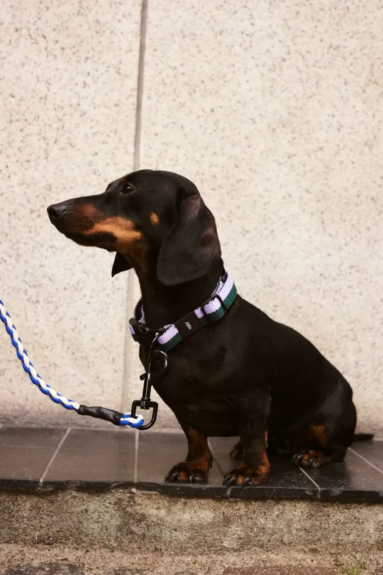 HAY HAY Dogs halsband, platt, S–M, lavendel - grön