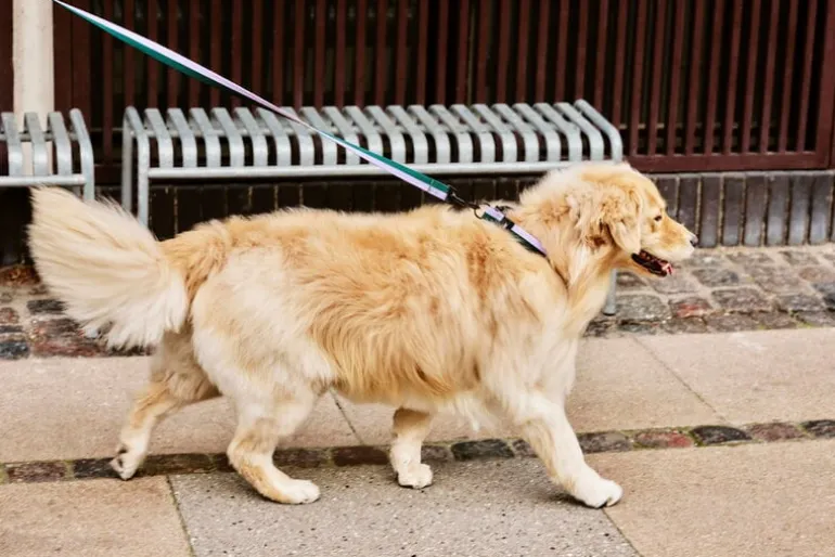 HAY HAY Dogs halsband, platt, M–L, lavendel - grön