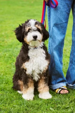 HAY HAY Dogs koppel, platt, M–L, röd - blå