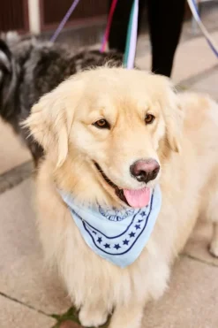 HAY HAY Dogs koppel, platt, M–L, röd - blå