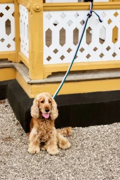 HAY HAY Dogs koppel, platt, M–L, lavendel - grön