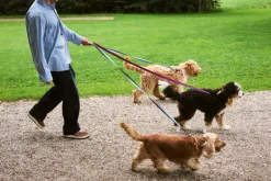 HAY HAY Dogs koppel, platt, M–L, lavendel - grön