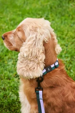 HAY HAY Dogs koppel, platt, M–L, lavendel - grön