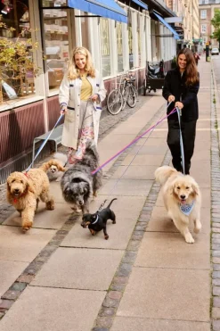 HAY HAY Dogs koppel, tvinnat, lavendel - grön