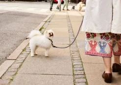 HAY HAY Dogs koppel, tvinnat, lavendel - grön