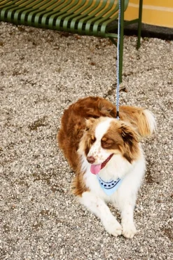 HAY HAY Dogs koppel, tvinnat, lavendel - grön