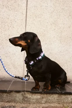 HAY HAY Dogs koppel, tvinnat, blå - naturvit