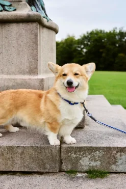 HAY HAY Dogs koppel, tvinnat, blå - naturvit