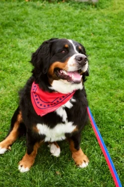 HAY HAY Dogs scarf, 55 x 55 cm, röd