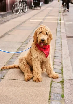 HAY HAY Dogs scarf, 55 x 55 cm, röd