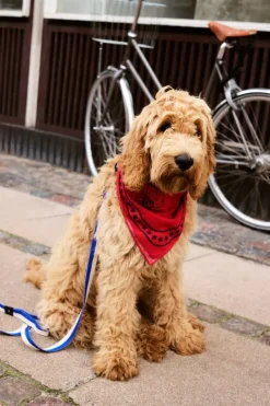 HAY HAY Dogs scarf, 55 x 55 cm, röd