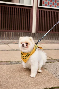 HAY HAY Dogs scarf, 55 x 55 cm, ockra