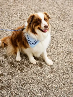 HAY HAY Dogs scarf, 55 x 55 cm, ljusblå