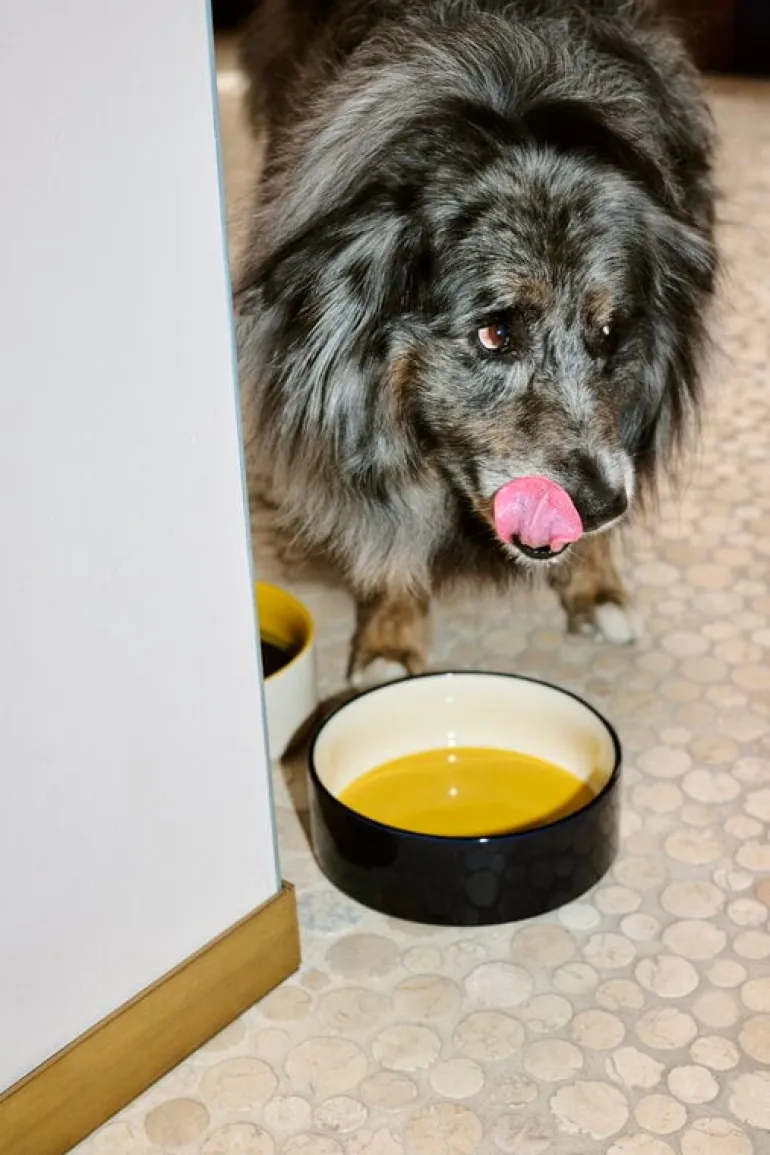 HAY HAY Dogs skål, L, gul - blå