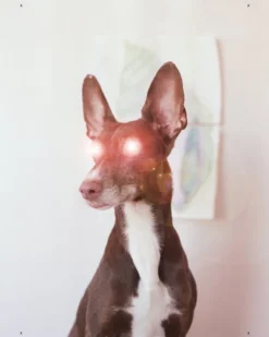 Kehrer Verlag Hertta Kiiski: Otherworld