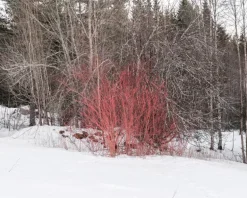 Kehrer Verlag Terje Abusdal: Svedjebruk