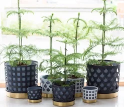 Klong Trio blomkruka, white drop