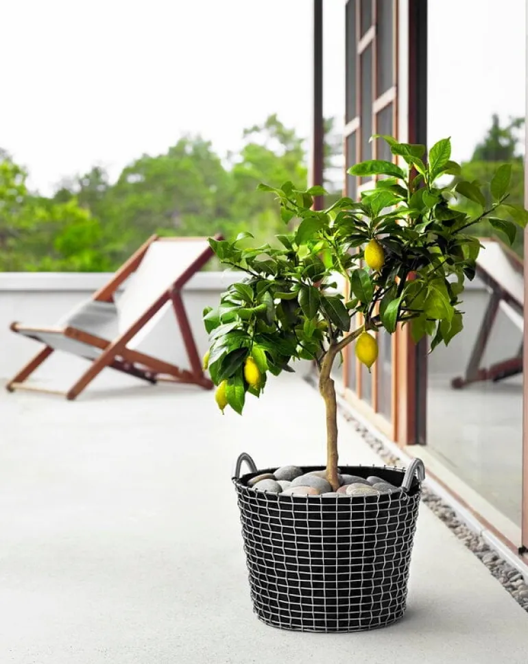 Korbo Classic 50 trådkorg, syrafast rostfritt stål