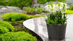 Korbo Wire Basket Classic 50, galvaniserad