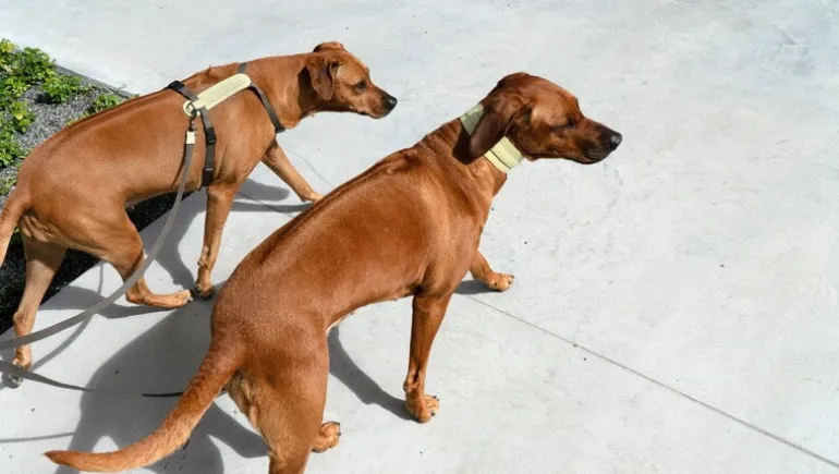 Masimalo Arch sele, light sage - khaki