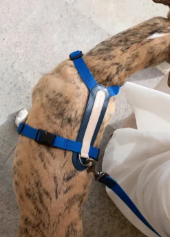 Masimalo Arch sele, navy - grandala blue