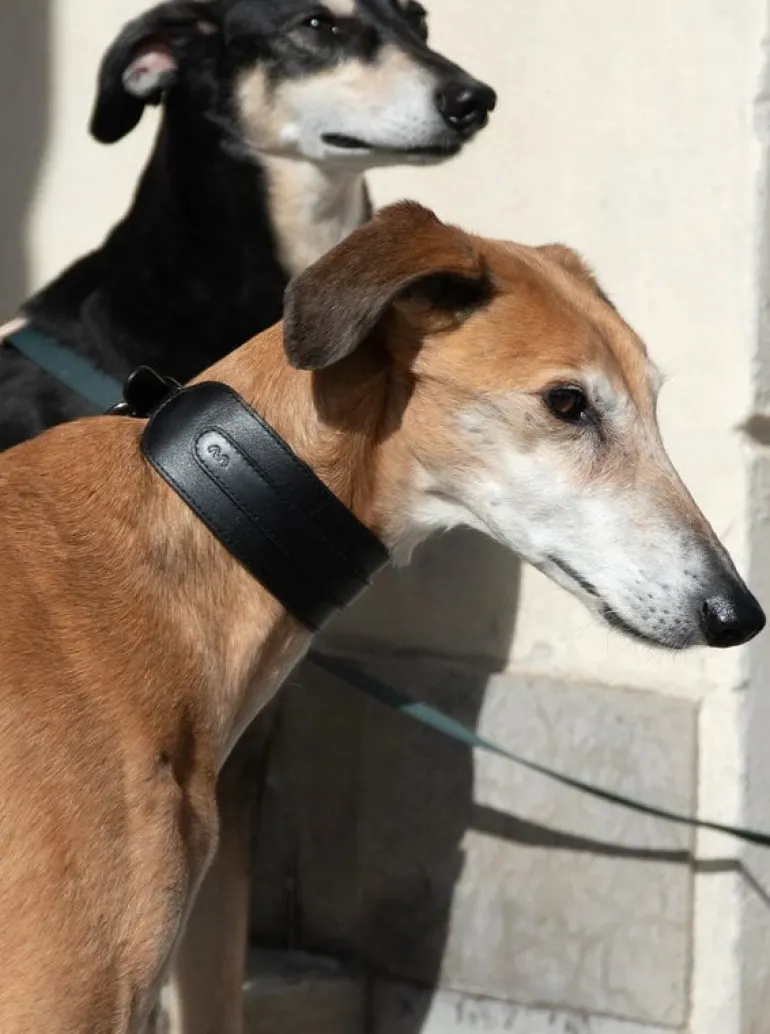 Masimalo Arch Wide halsband, svart