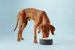 PAIKKA Cool skål, L, svart