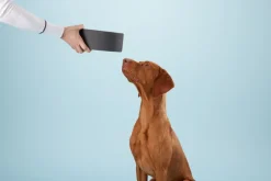 PAIKKA Slow Feed skål, L, svart