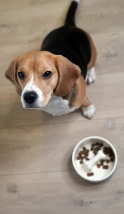 PAIKKA Slow Feed skål, M, svart