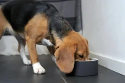 PAIKKA Slow Feed skål, M, svart