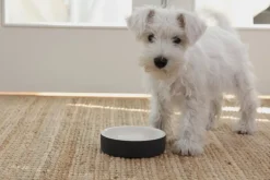 PAIKKA Slow Feed skål, XS, svart