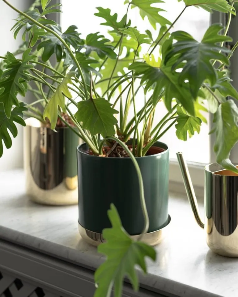 Skultuna Nurture vattenkanna, mässing