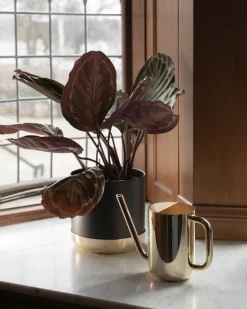 Skultuna Nurture vattenkanna, mässing