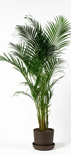 Vaidava Ceramics Soil kruka med fat, XXL, brun