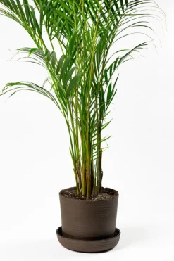 Vaidava Ceramics Soil kruka med fat, XXL, brun