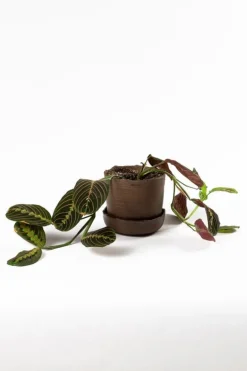 Vaidava Ceramics Soil kruka med fat, L, brun