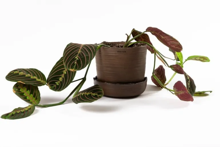 Vaidava Ceramics Soil kruka med fat, M, brun