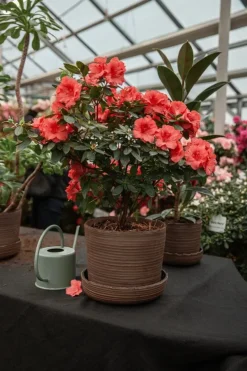 Vaidava Ceramics Soil kruka med fat, M, brun