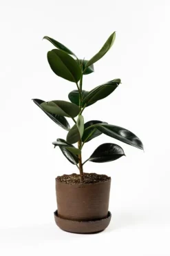 Vaidava Ceramics Soil kruka med fat, XL, brun